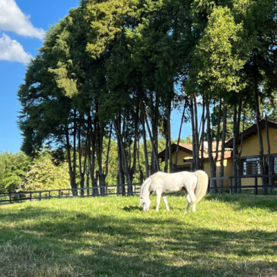 Treinamento de Cavalos Árabes: Uma Arte e Ciência