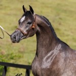 Características Físicas e Temperamento dos Cavalos Árabes