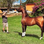 Proporcionando Conforto e Cuidado: A Importância de Boas Hospedagens para Cavalos