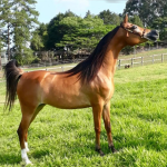 Cuidados Essenciais para Cavalos Árabes em Climas Quentes: Mantendo Seus Equinos Saudáveis Sob o Sol