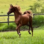 A Arte da Criação de Cavalos Árabes: Equilíbrio entre Beleza e Desempenho