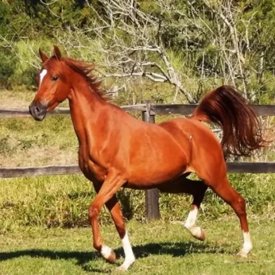 Cavalo Árabe: Uma Jornada Milenar de Beleza e Nobreza